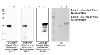 Influenza A Virus Nucleoprotein Mouse Monoclonal Antibody