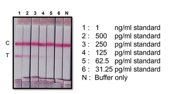 SARS-CoV-2 nucleocapsid protein Mouse Monoclonal Antibody