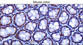 phospho Histone H2A.X (Ser139) Mouse Monoclonal Antibody