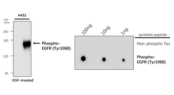 Phospho-EGFR (Tyr1068) Rabbit Polyclonal Antibody