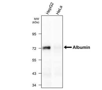 Human Serum Albumin Mouse Monoclonal Antibody