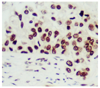 Organelle Marker Antibody Panel