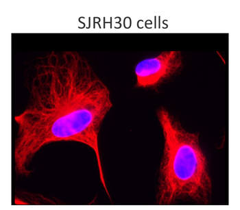 Cytoskeletal Marker Antibody Panel