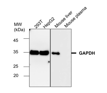 Loading Control Antibody Panel