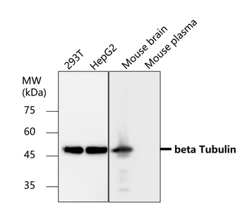 Loading Control Antibody Panel