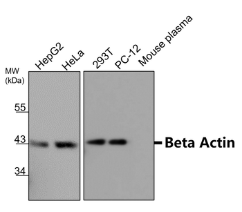 Loading Control Antibody Panel