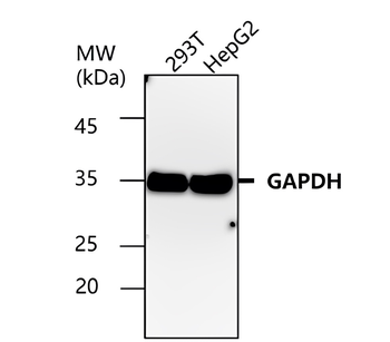 Loading Control Antibody Panel