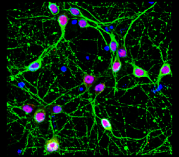 Mature Neuron Marker Antibody Panel