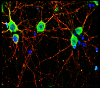 Mature Neuron Marker Antibody Panel