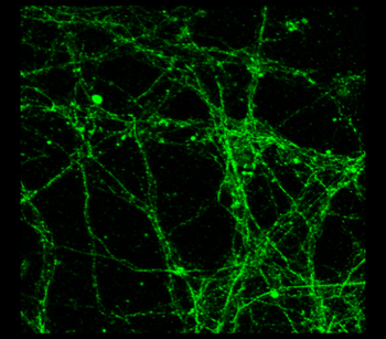 Neurodegeneration Antibody Panel