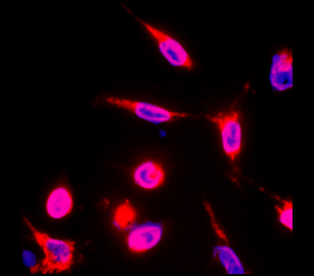 Neuroinflammation Antibody Panel