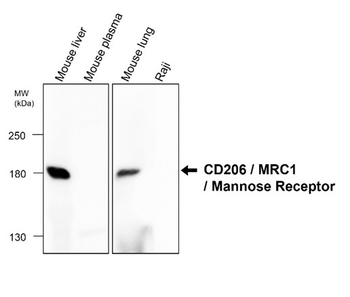 Mouse Macrophage Polarization Antibody Panel