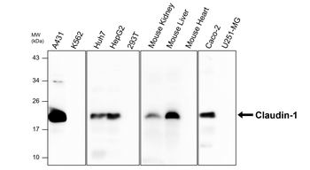 Junctional Protein Antibody Panel