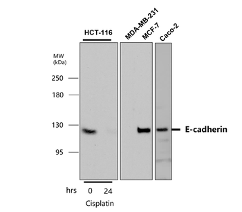Junctional Protein Antibody Panel
