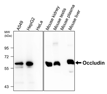 Junctional Protein Antibody Panel