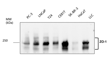 Junctional Protein Antibody Panel