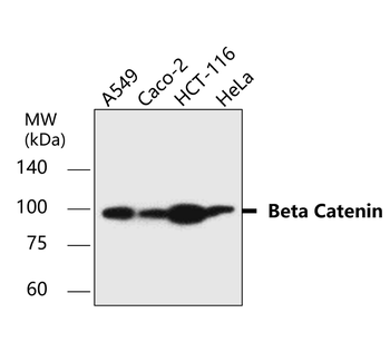Junctional Protein Antibody Panel