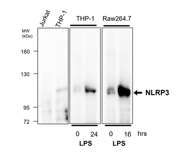 Inflammasome Antibody Panel