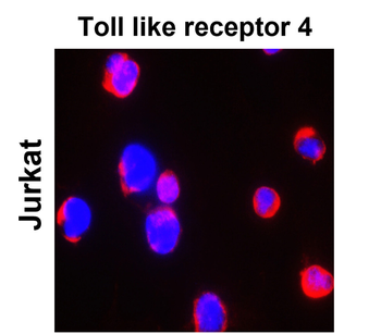 TLR Antibody Panel