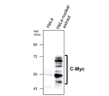 Epitope Tag Antibody Panel
