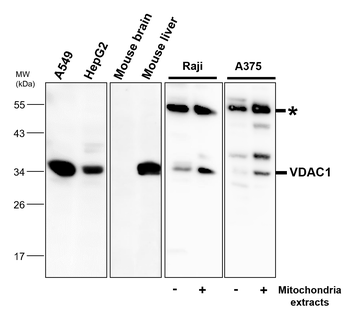 Mitochondria marker Antibody Panel
