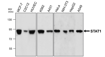 Signal Transducers and Activators of Transcription / STAT Antibody Panel
