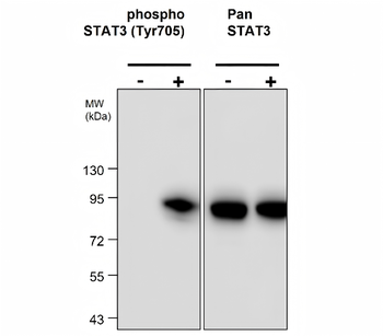 Signal Transducers and Activators of Transcription / STAT Antibody Panel