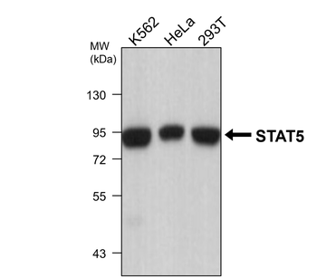 Signal Transducers and Activators of Transcription / STAT Antibody Panel