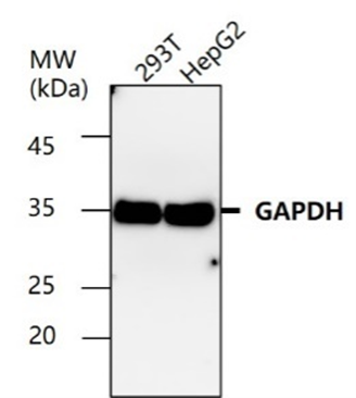 Rabbit IgG (H+L) (GOAT) Antibody Peroxidase Conjugated