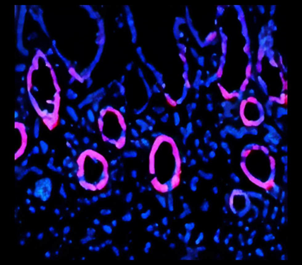 PCNA, monoclonal antibody