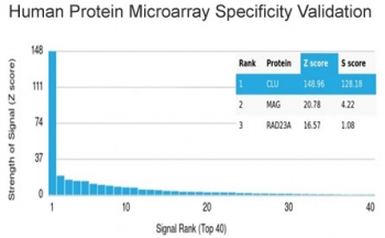 Apolipoprotein J Antibody / APO-J / Clusterin