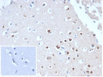Recombinant NeuN Antibody / Fox3