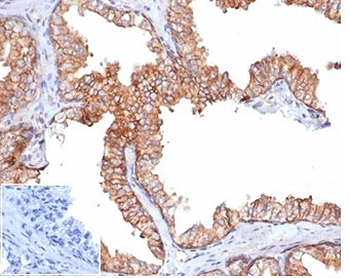 Recombinant CD47 Antibody / IAP / Integrin Associated Protein
