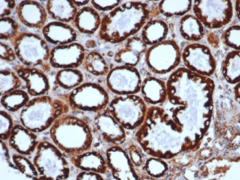HSP60/GROEL Antibody