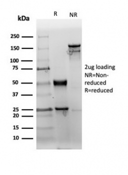 CD38 Antibody
