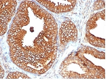 Recombinant CD47 Antibody / IAP / Integrin Associated Protein