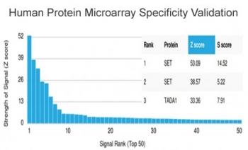 SET Antibody / Protein SET / TAFI