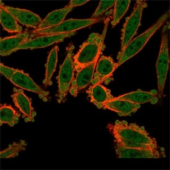 ZBED1 Antibody / DREF