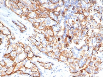 CD133 Antibody / PROM1 (Extracellular Region)