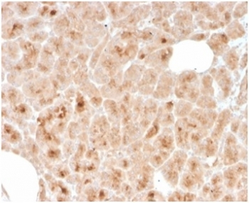 Recombinant LMO2 Antibody / Rhombotin 2