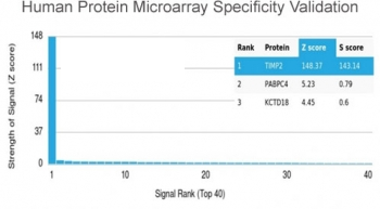 TIMP2 Antibody