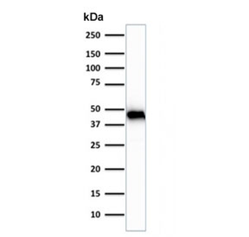 Muscle Actin Antibody (Skeletal/Cardiac/Smooth)
