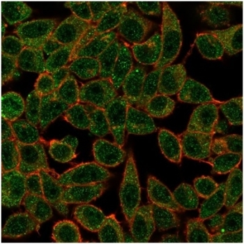 IRF3 Antibody / Interferon regulatory factor 3