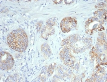 CD276 Antibody / B7-H3