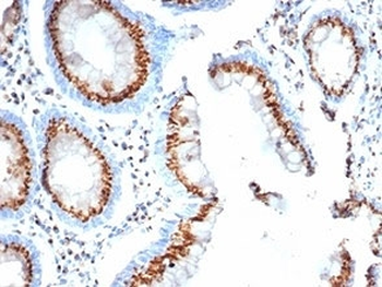 GLG1 Antibody / Golgi Glycoprotein 1