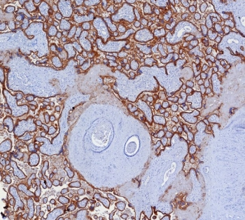 Programmed cell death 1 ligand 1 Antibody / PDL1 / CD274 / B7-H1