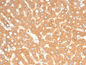 EPH Receptor B4 Antibody / EPHB4
