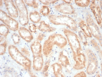 EPH Receptor B4 Antibody / EPHB4