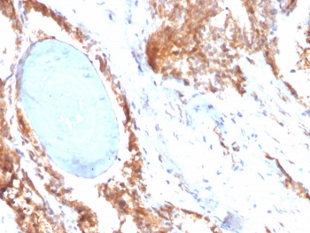HSP90 beta Antibody / HSP90AB1