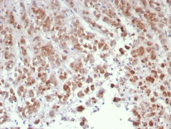 Interleukin-15 Antibody / IL15